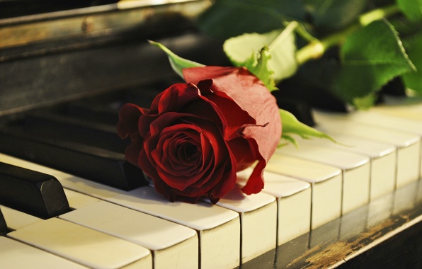 roza-cvetok-royal-pianino